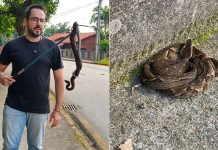 Cobra mais perigosa do Brasil surge em local movimentado e acende alerta em SC
