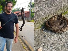 Cobra mais perigosa do Brasil surge em local movimentado e acende alerta em SC