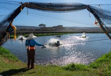 Itaipu avança em projeto para criar tilápias em larga escala no lago da usina