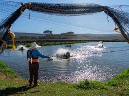 Itaipu avança em projeto para criar tilápias em larga escala no lago da usina